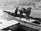Šífařský kůň  r.1939